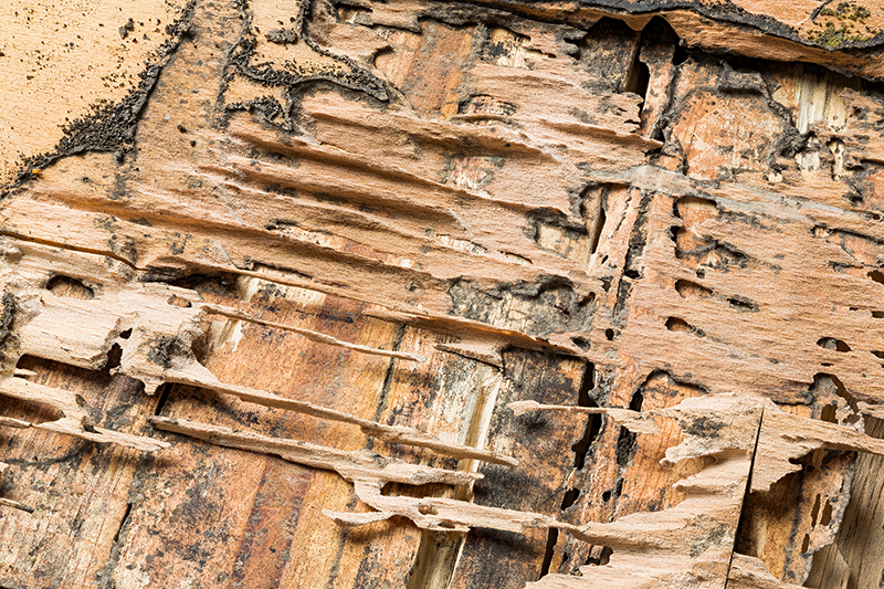 Termite Inspections